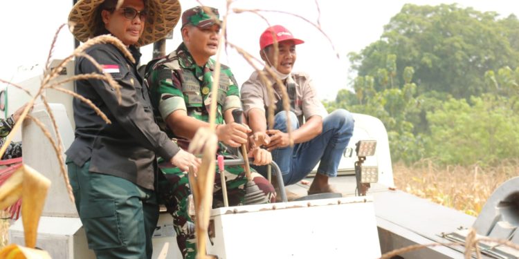 Pangdam III/Siliwangi Mayjen TNI Kunto Arif Wibowo Laksanakan Panen Jagung Bersama Kota Serang