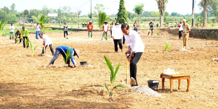 Presiden Jokowi Tanam Kelapa Genjah Bersama Ratusan Petani